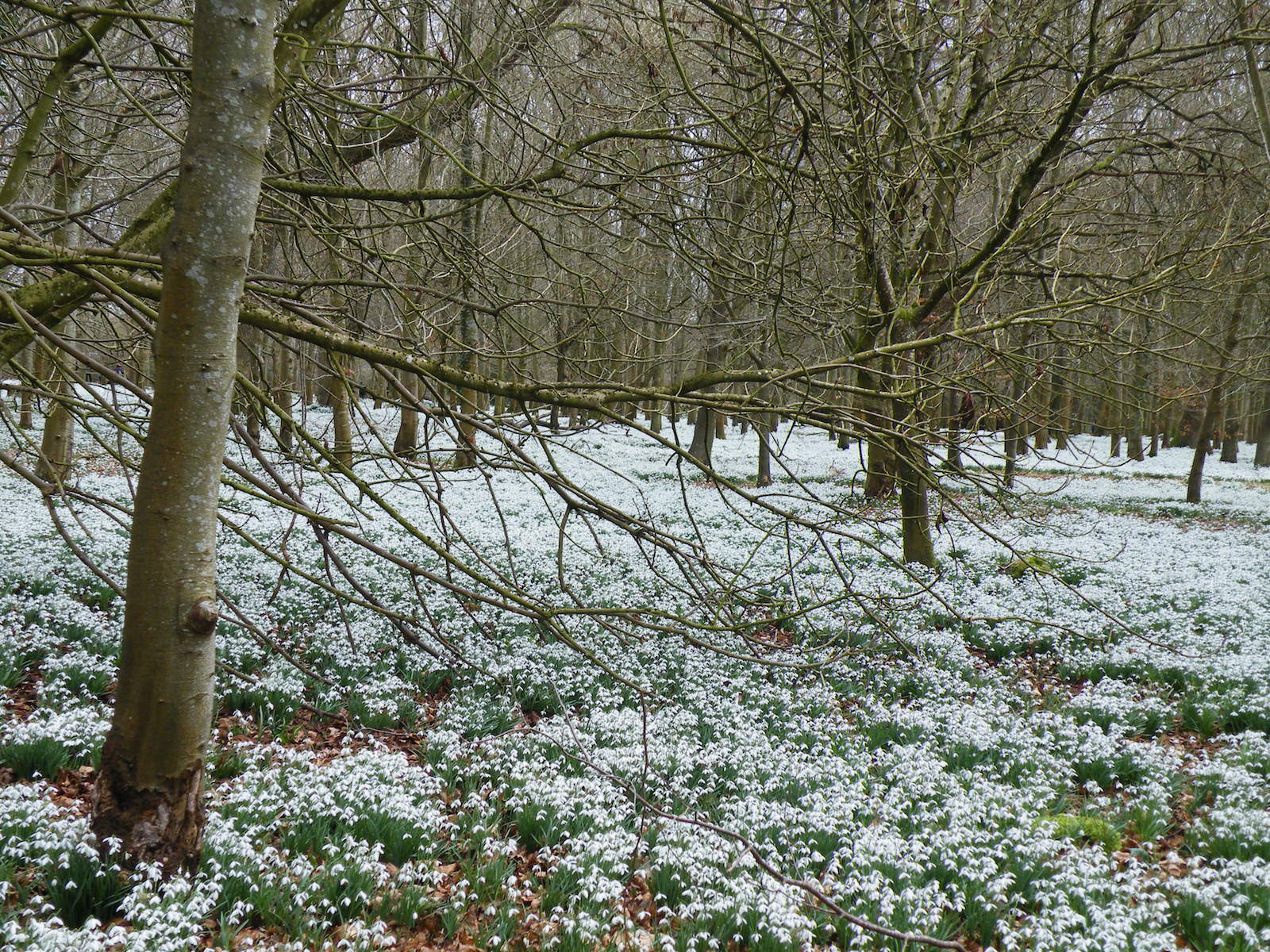 And at last, snowdrops!